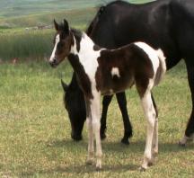 2011 Hawks Instant Smoke Filly